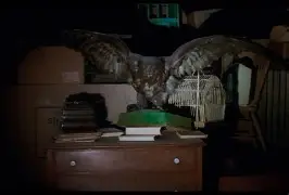 卡达利侧隋沉默声援戈失联